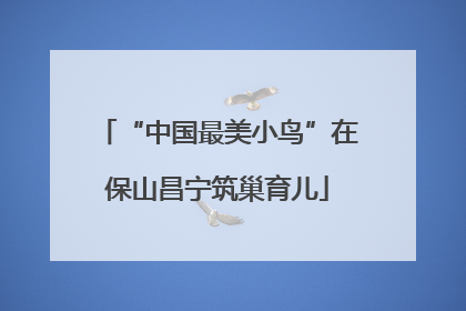 “中国最美小鸟”在保山昌宁筑巢育儿