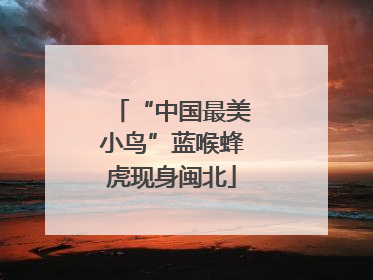 “中国最美小鸟”蓝喉蜂虎现身闽北