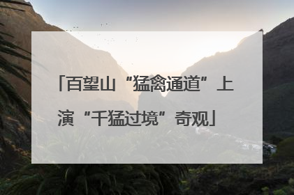 百望山“猛禽通道”上演“千猛过境”奇观