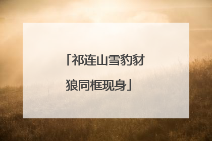 祁连山雪豹豺狼同框现身