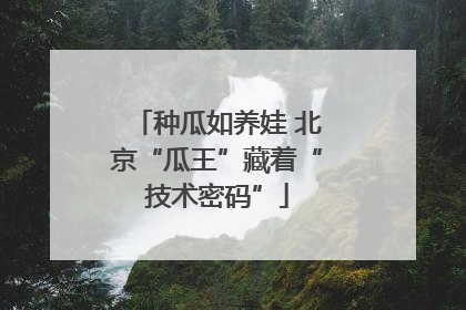 种瓜如养娃 北京“瓜王”藏着“技术密码”