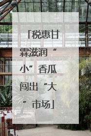 税惠甘霖滋润“小”香瓜闯出“大”市场