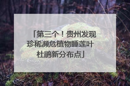第三个！贵州发现珍稀濒危植物睡莲叶杜鹃新分布点