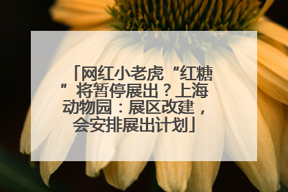 网红小老虎“红糖”将暂停展出？上海动物园：展区改建，会安排展出计划