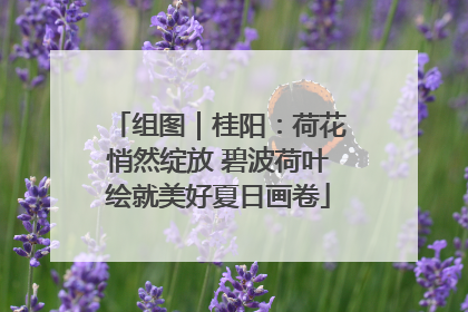 组图｜桂阳：荷花悄然绽放 碧波荷叶绘就美好夏日画卷