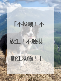 不投喂！不放生！不触摸野生动物！