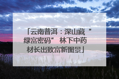 云南普洱：深山藏“绿富密码” 林下中药材长出致富新图景