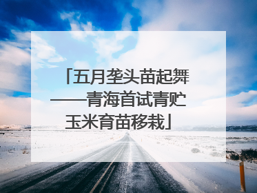 五月垄头苗起舞——青海首试青贮玉米育苗移栽
