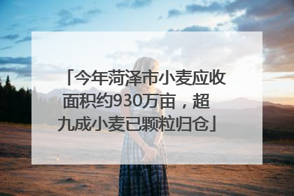 今年菏泽市小麦应收面积约930万亩，超九成小麦已颗粒归仓