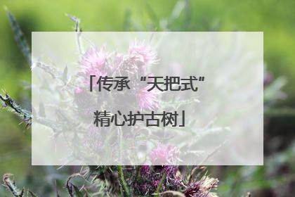 传承“天把式” 精心护古树