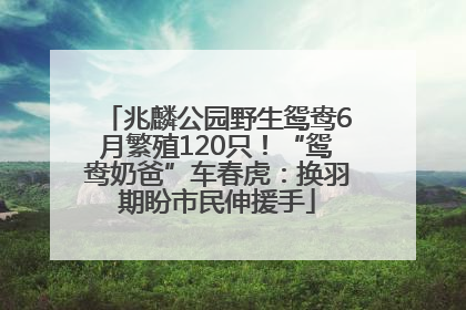 兆麟公园野生鸳鸯6月繁殖120只！“鸳鸯奶爸”车春虎：换羽期盼市民伸援手