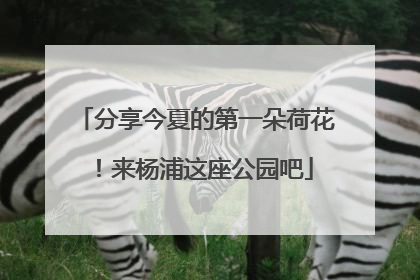 分享今夏的第一朵荷花！来杨浦这座公园吧