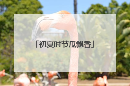 初夏时节瓜飘香