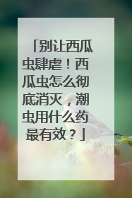 别让西瓜虫肆虐！西瓜虫怎么彻底消灭，潮虫用什么药最有效？