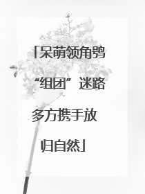 呆萌领角鸮“组团”迷路 多方携手放归自然