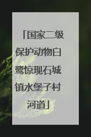 国家二级保护动物白鹭惊现石城镇水堡子村河道