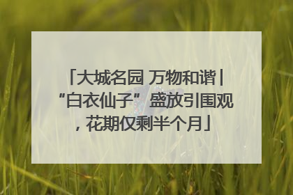 大城名园 万物和谐│“白衣仙子”盛放引围观，花期仅剩半个月