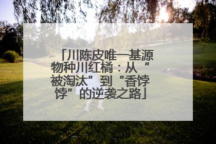 川陈皮唯一基源物种川红橘：从“被淘汰”到“香饽饽”的逆袭之路