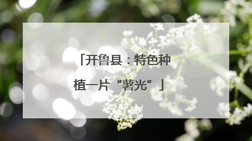 开鲁县：特色种植一片“薯光”