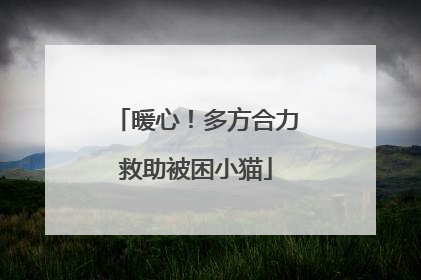 暖心！多方合力救助被困小猫