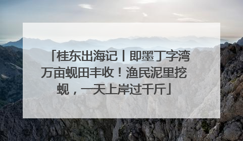 桂东出海记丨即墨丁字湾万亩蚬田丰收！渔民泥里挖蚬，一天上岸过千斤