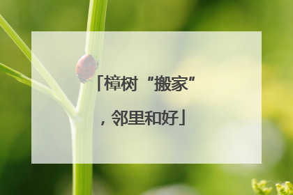 樟树“搬家”，邻里和好