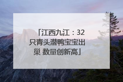 江西九江：32只青头潜鸭宝宝出巢 数量创新高