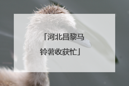 河北昌黎马铃薯收获忙