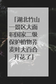 湖北竹山一景区大面积国家二级保护植物荞麦叶大百合开花了