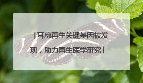 耳廓再生关键基因被发现，助力再生医学研究