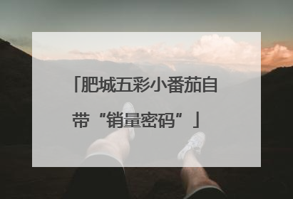 肥城五彩小番茄自带“销量密码”