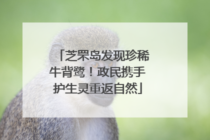 芝罘岛发现珍稀牛背鹭！政民携手护生灵重返自然