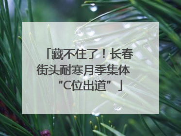 藏不住了！长春街头耐寒月季集体“C位出道”