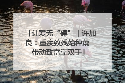 让爱无“碍”｜许加良：重疾致残始种藕 带动致富靠双手