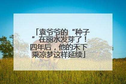 袁爷爷的“种子”在丽水发芽了！四年后，他的禾下乘凉梦这样延续