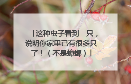 这种虫子看到一只，说明你家里已有很多只了！（不是蟑螂）
