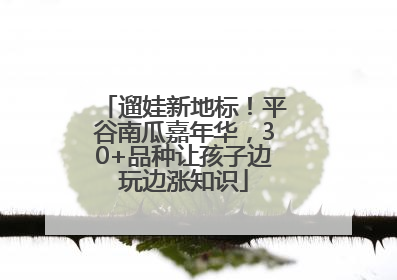 遛娃新地标！平谷南瓜嘉年华，30+品种让孩子边玩边涨知识