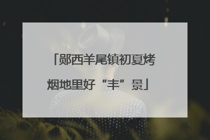 郧西羊尾镇初夏烤烟地里好“丰”景