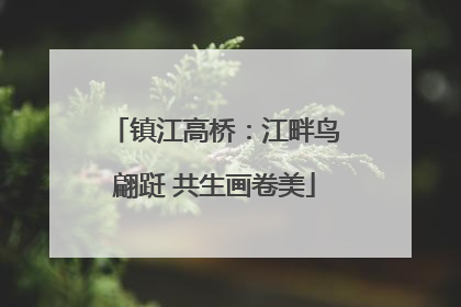 镇江高桥：江畔鸟翩跹 共生画卷美