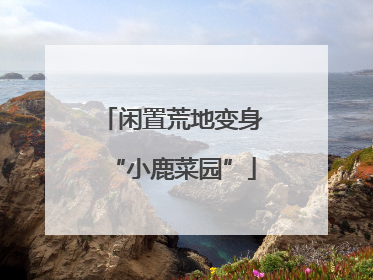 闲置荒地变身“小鹿菜园”