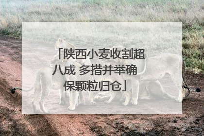 陕西小麦收割超八成 多措并举确保颗粒归仓