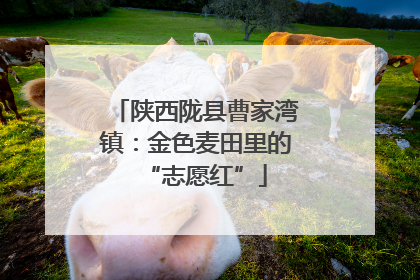 陕西陇县曹家湾镇：金色麦田里的“志愿红”