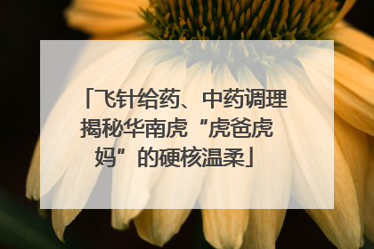 飞针给药、中药调理 揭秘华南虎“虎爸虎妈”的硬核温柔