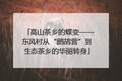 高山茶乡的蝶变——东风村从“鹧鸪营”到生态茶乡的华丽转身