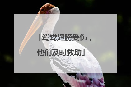 鸳鸯翅膀受伤，他们及时救助