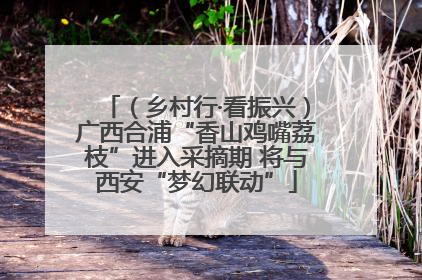 （乡村行·看振兴）广西合浦“香山鸡嘴荔枝”进入采摘期 将与西安“梦幻联动”