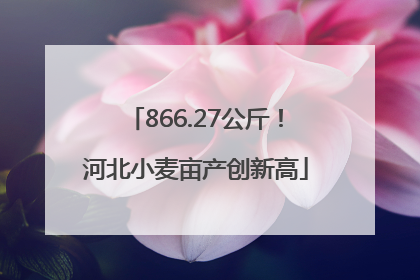 866.27公斤！河北小麦亩产创新高